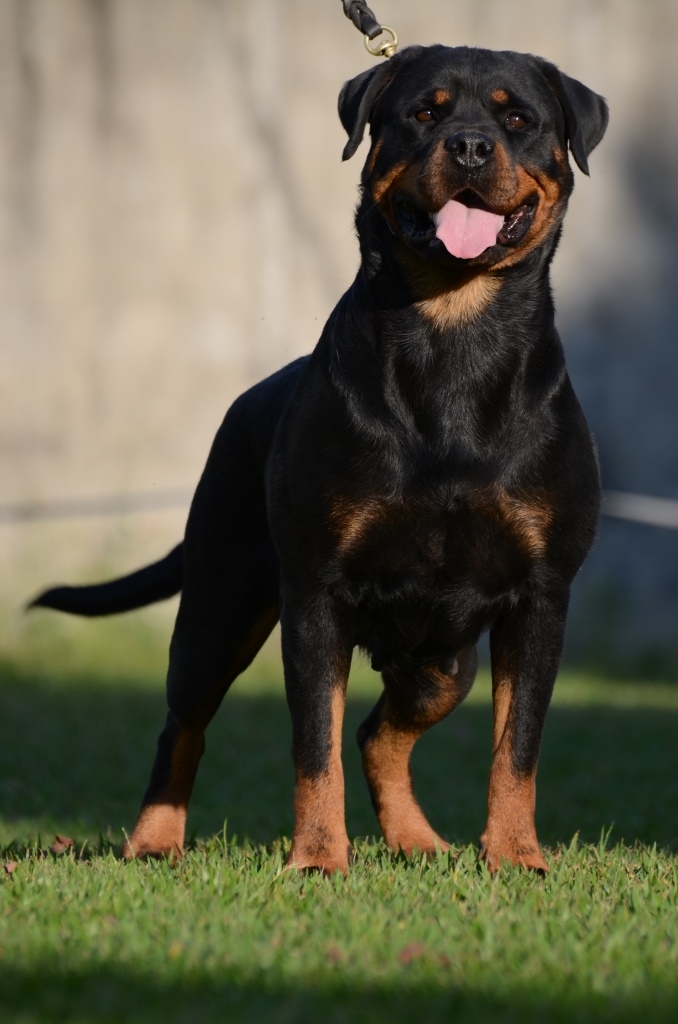 Campeão Rottweiler