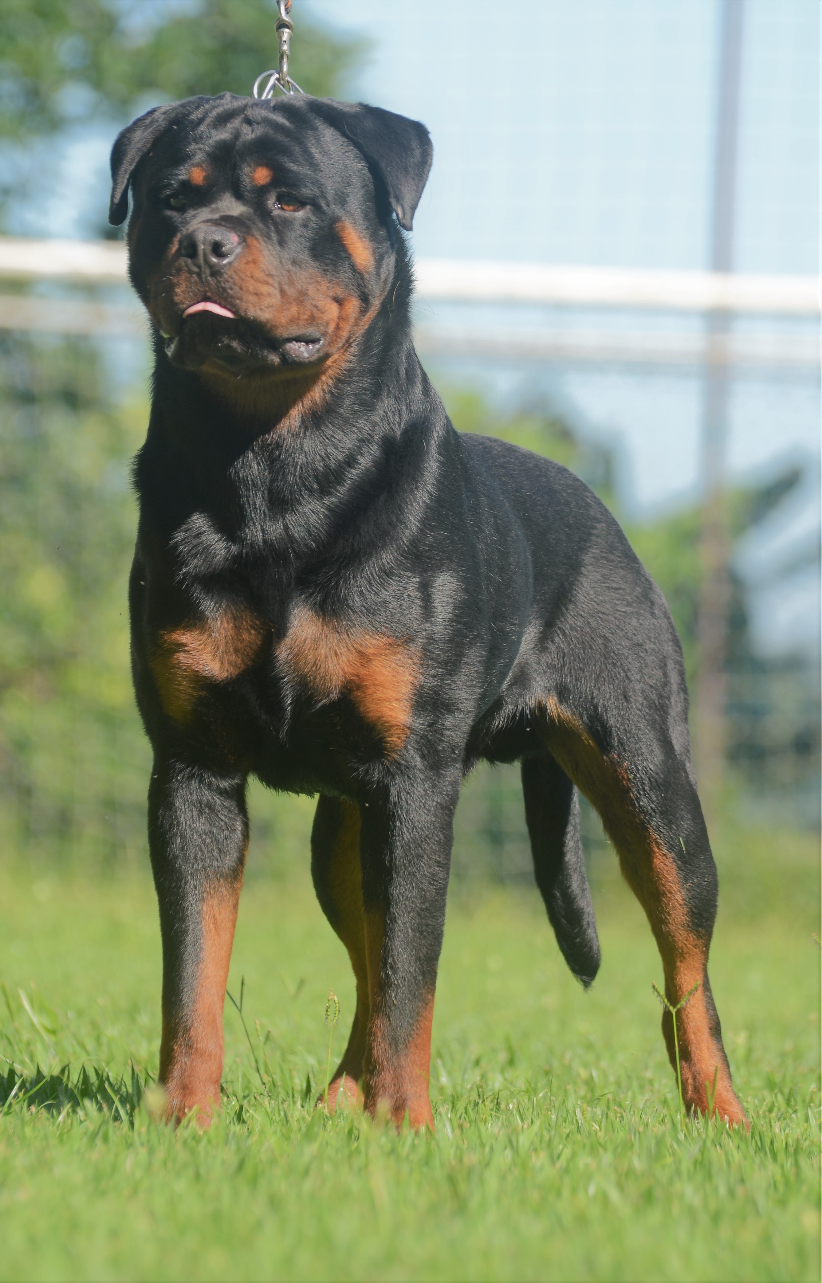 Filhote Rottweiler